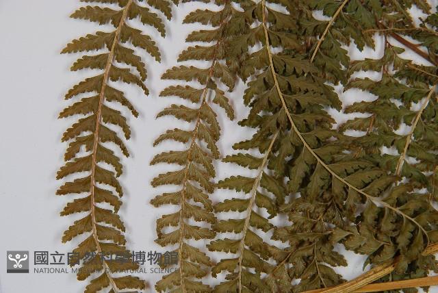 粗毛鱗蓋蕨藏品圖，第5張