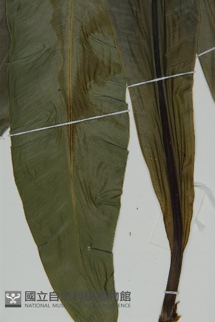 Accession Number:P010000 Collection Image, Figure 4, Total 4 Figures