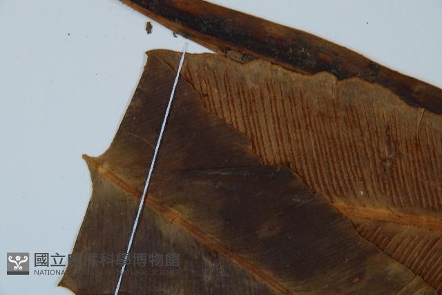 長葉巢蕨藏品圖，第4張