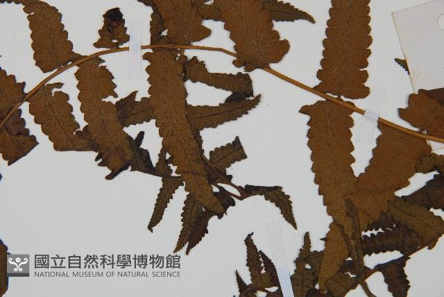 菜蕨藏品圖，第5張