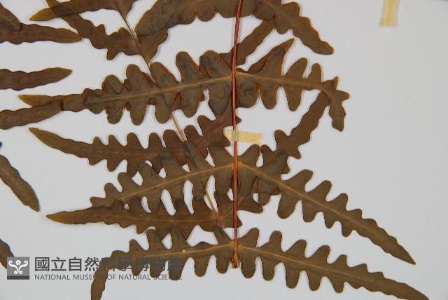 栗蕨藏品圖，第5張