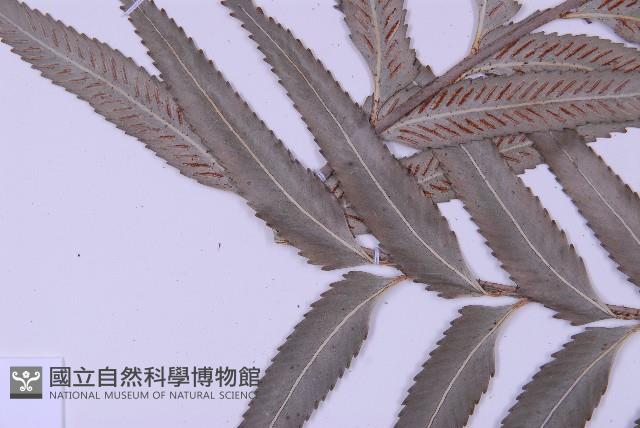 蘭嶼鐵角蕨藏品圖，第5張