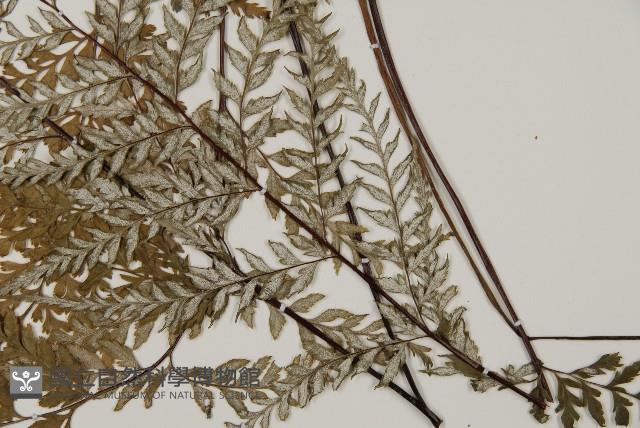 粉葉蕨藏品圖，第5張