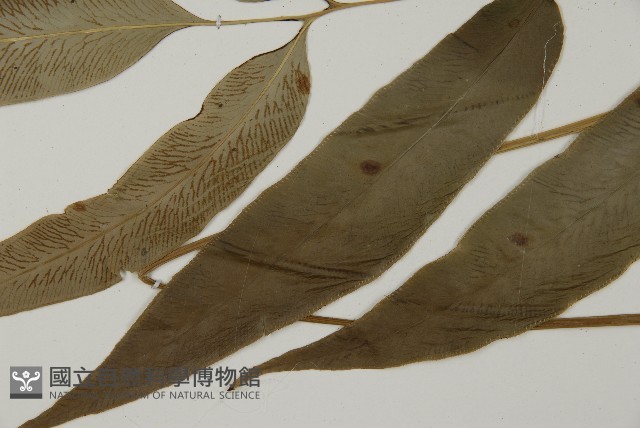 南嶺鳳丫蕨藏品圖，第8張