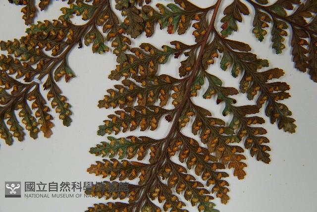 圓蓋陰石蕨藏品圖，第8張