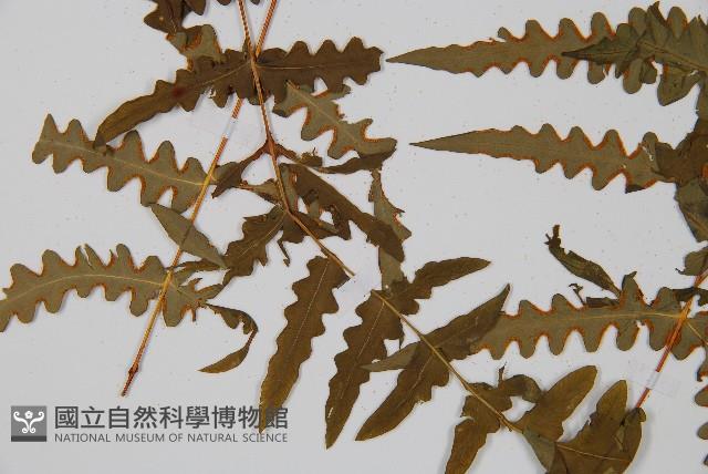 栗蕨藏品圖，第8張