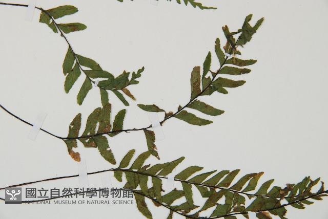 單邊鐵角蕨藏品圖，第5張