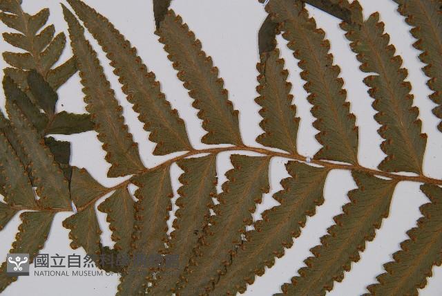 邊緣鱗蓋蕨藏品圖，第5張
