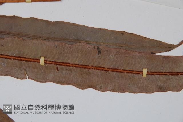 崇澍蕨藏品圖，第5張