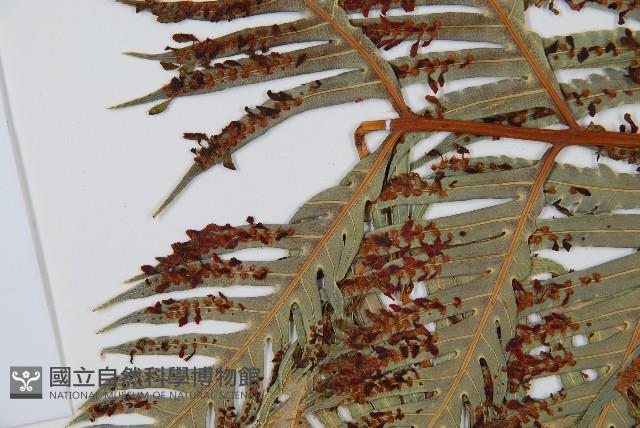 東方狗脊蕨藏品圖，第5張