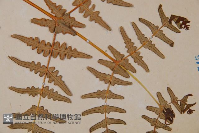 栗蕨藏品圖，第5張