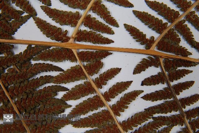 短葉蹄蓋蕨藏品圖，第8張