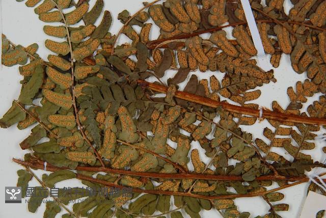 闊鱗鱗毛蕨藏品圖，第5張