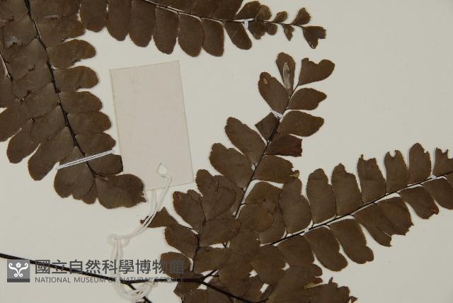 扇葉鐵線蕨藏品圖，第4張