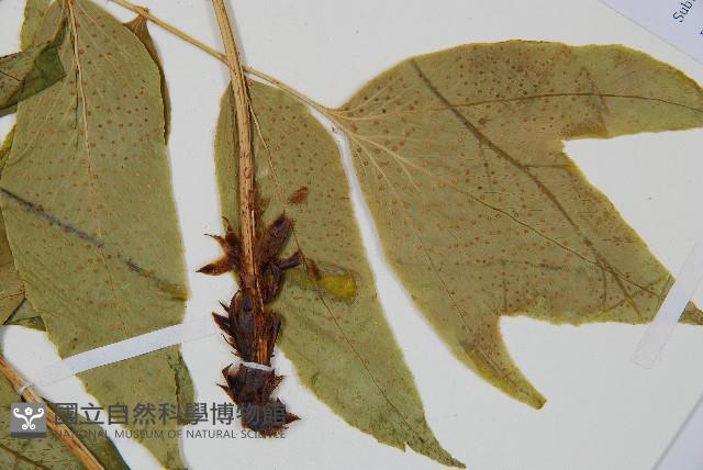 尖葉貫眾蕨藏品圖，第5張