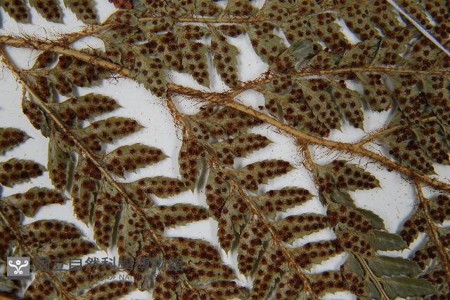 細葉複葉耳蕨藏品圖，第5張