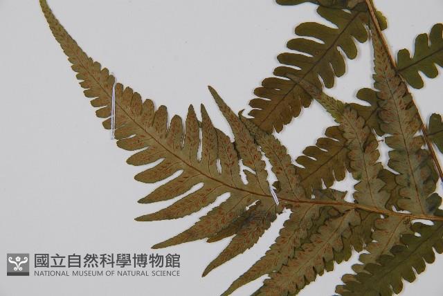 東洋蹄蓋蕨、假蹄蓋蕨藏品圖，第5張