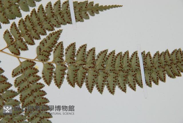 斜方複葉耳蕨藏品圖，第4張