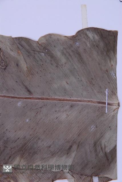 臺灣山蘇花藏品圖，第5張