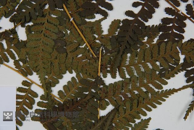 川上氏雙蓋蕨藏品圖，第5張