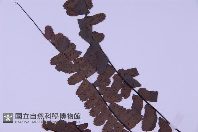 生芽鐵角蕨藏品圖，第5張