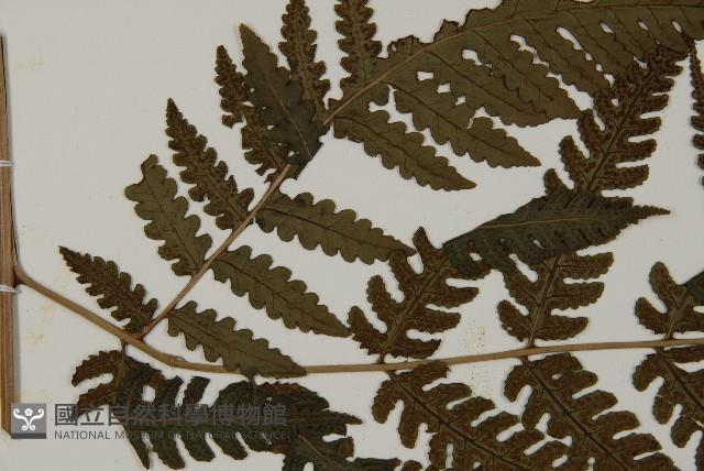 網脈突齒蕨藏品圖，第5張