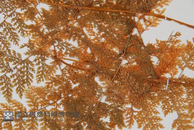 台灣小膜蓋蕨藏品圖，第5張