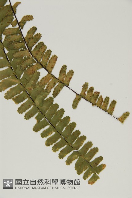 生芽鐵角蕨藏品圖，第5張