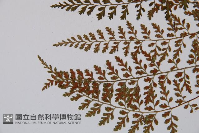 小葉鐵角蕨藏品圖，第5張