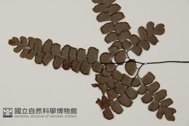 扇葉鐵線蕨藏品圖，第4張