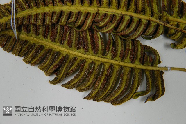 馬來陰石蕨藏品圖，第5張