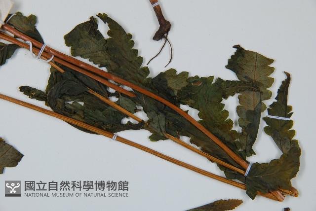 邊緣鱗蓋蕨藏品圖，第5張