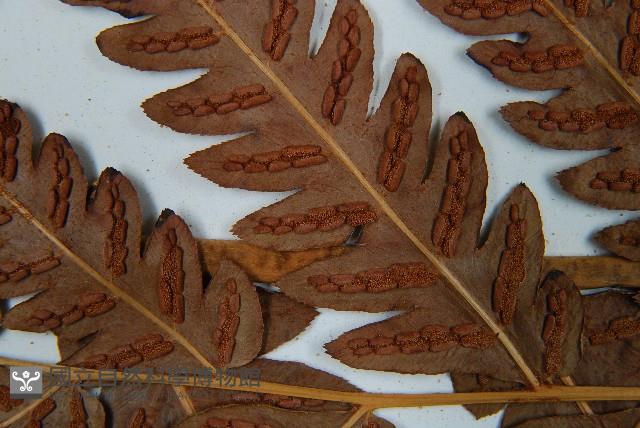 日本狗脊蕨藏品圖，第5張