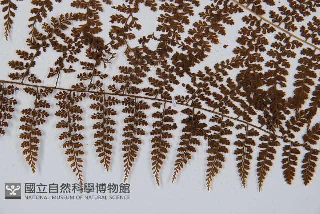 稀子蕨藏品圖，第3張