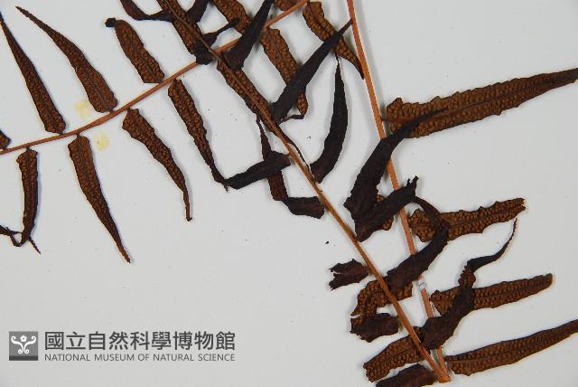 黑桫蕨藏品圖，第5張