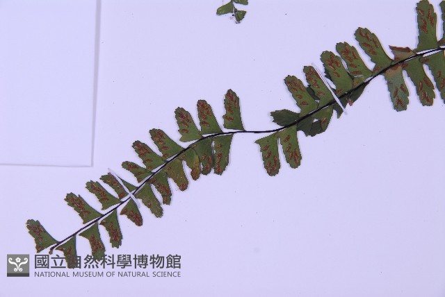 生芽鐵角蕨藏品圖，第5張