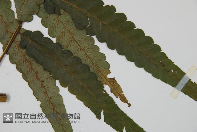 毛柄短腸蕨藏品圖，第5張