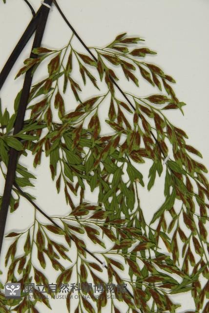 大黑柄鐵角蕨、黃鱗鐵角蕨、大羽鐵角蕨藏品圖，第8張