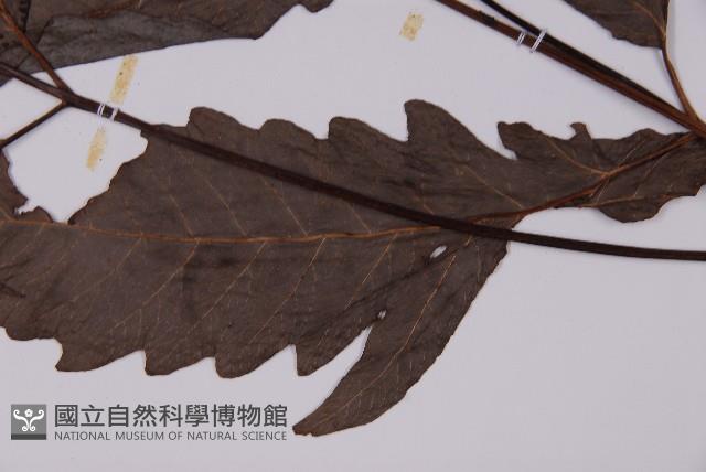 Accession Number:P001610 Collection Image, Figure 5, Total 5 Figures