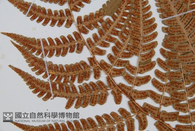 闊鱗鱗毛蕨藏品圖，第5張