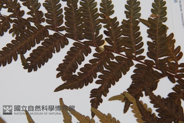 蘭嶼筆筒樹、蘭嶼桫欏藏品圖，第5張