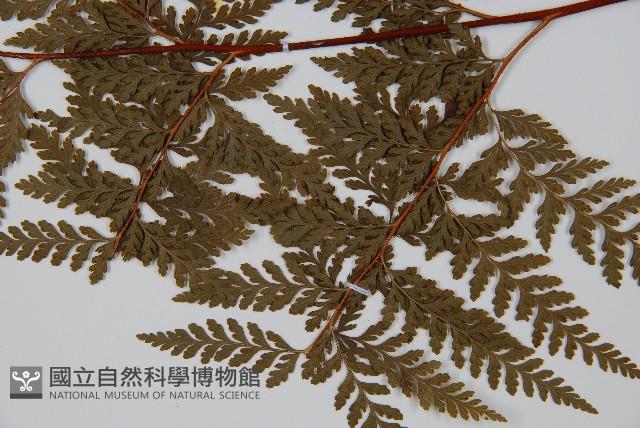 碗蕨藏品圖，第5張