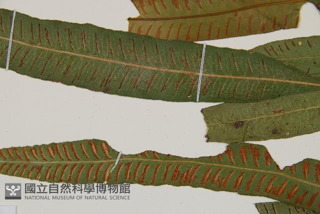 單葉雙蓋蕨藏品圖，第5張