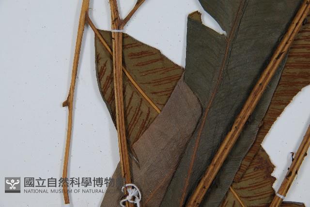 隱脈細柄雙蓋蕨藏品圖，第5張