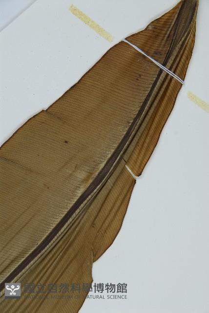 臺灣山蘇花藏品圖，第5張