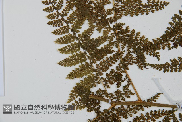 稀子蕨藏品圖，第5張