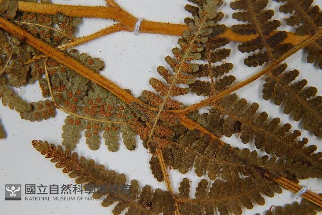 巒大蕨藏品圖，第3張