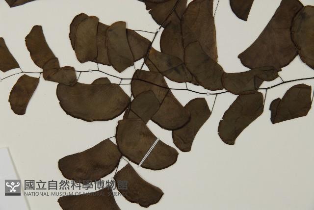 半月形鐵線蕨藏品圖，第5張