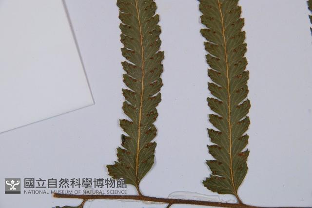 邊緣鱗蓋蕨藏品圖，第5張