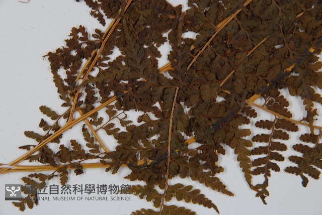 華南鱗蓋蕨藏品圖，第5張